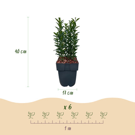 Euonymus japonica Green Spire - 1 metro lineal - ↕40cm - Ø17cm - 6x