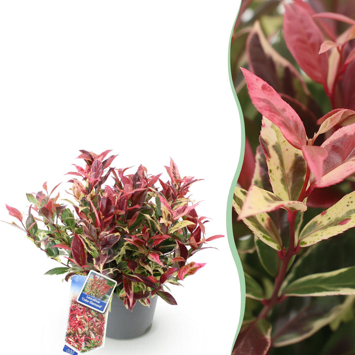Leucothoe Colour Diamond - Bont - 1 Plant - Groenblijvend - Weinig Onderhoud - Pot 17cm Hoogte 45cm