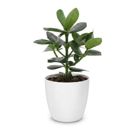 Clusia Princess - met Potter Wit - Pot 12cm - Hoogte - 40cm