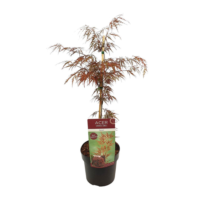 Acer Palmatum 'Garnet' - Acero giapponese - ↕40cm - Ø19cm
