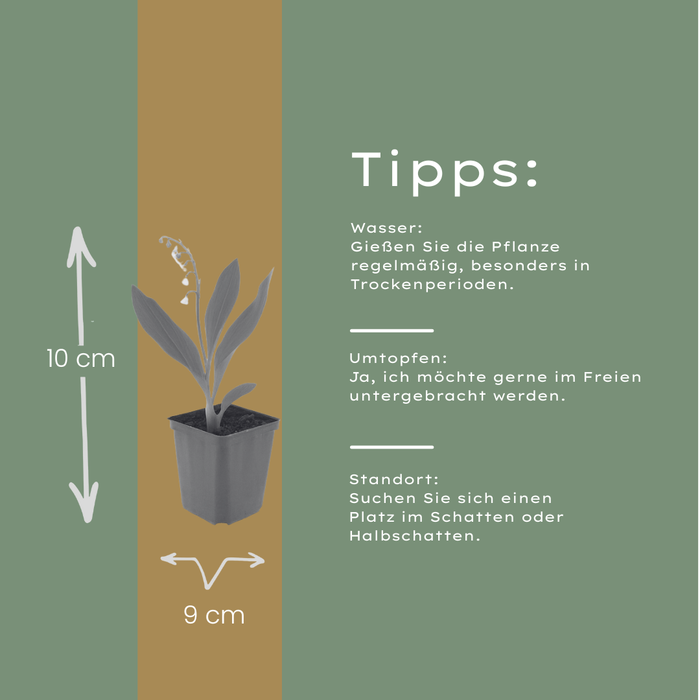 6x Convallaria majalis - ↕10-25cm - Ø9cm