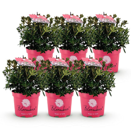 Dwerg Rhododendron - Rhododendron Bloombux Magenta - Bloeiende Buxus - Roze Bloem - ↕30-40cm - Ø17cm - 6x