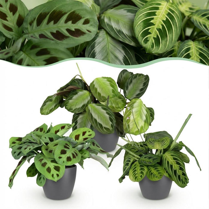 Marantha Silverband, Marantha Lemon Lime Marantha Kerchoveana - Gebedsplant - met grijze plantenpotten - ↕25cm - Ø12cm - 3x