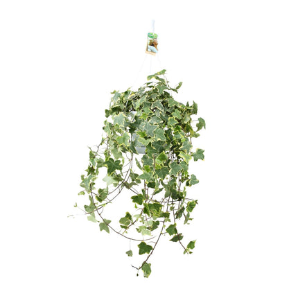 Hedera Helix Gold Child - Hang/XXL - ↕55cm - Ø24cm