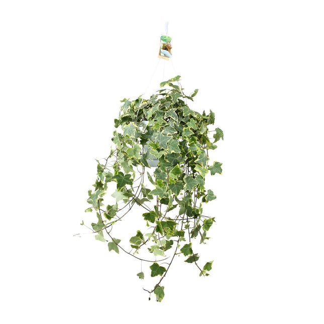 Hedera Helix Gold Bambino - Peso/XXL - ↕55cm - Ø24cm