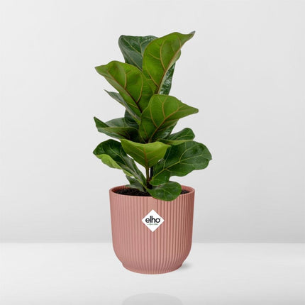 Ficus Lyrata 'Bambino' en rosa elho Vibes Fold - Ø14cm