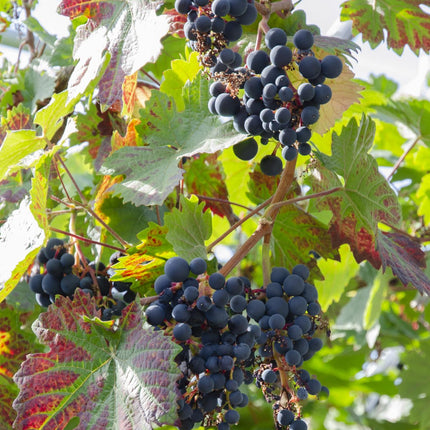 Vitis Vinifera 'Boskoop Glory' - Blue grape - ↕45cm - Ø13cm