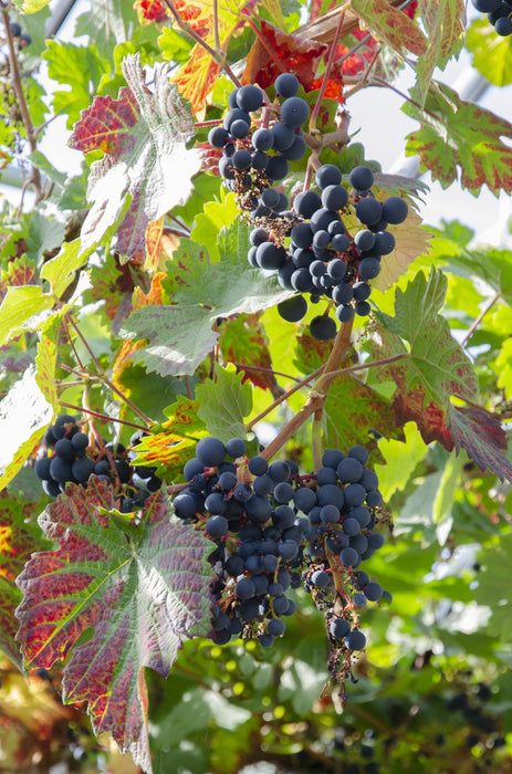 Vitis Vinifera 'Boskoop Glory' - Blauwe druif - ↕45cm - Ø13cm