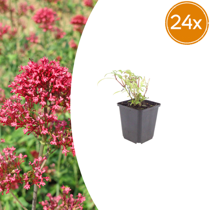 Centranthus ruber 'Coccineus' - Fiore sporale - ↕10-25cm - Ø9cm - 24x
