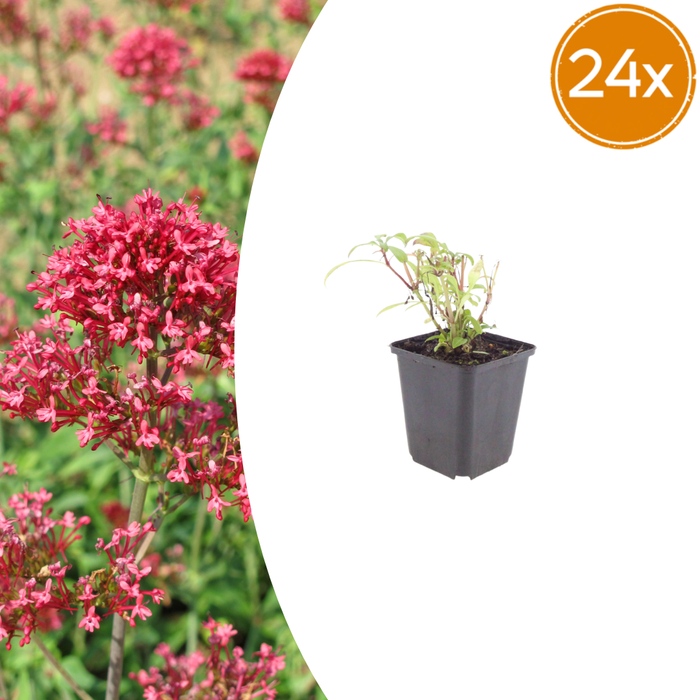 24x Centranthus ruber 'Coccineus' - ↕10-25cm - Ø9cm