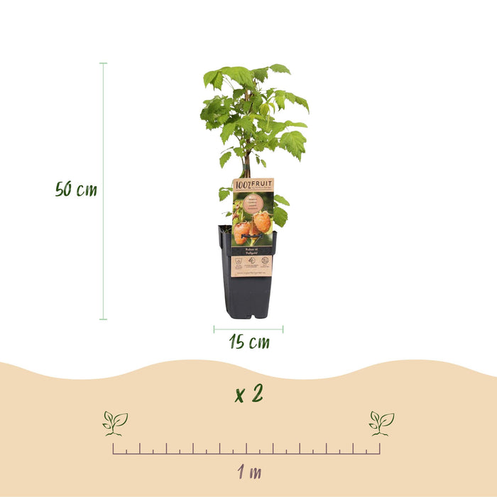 Rubus idaeus Fallgold - Frambozenplant - Gele Framboos - ↕50cm - Ø15cm - 2x