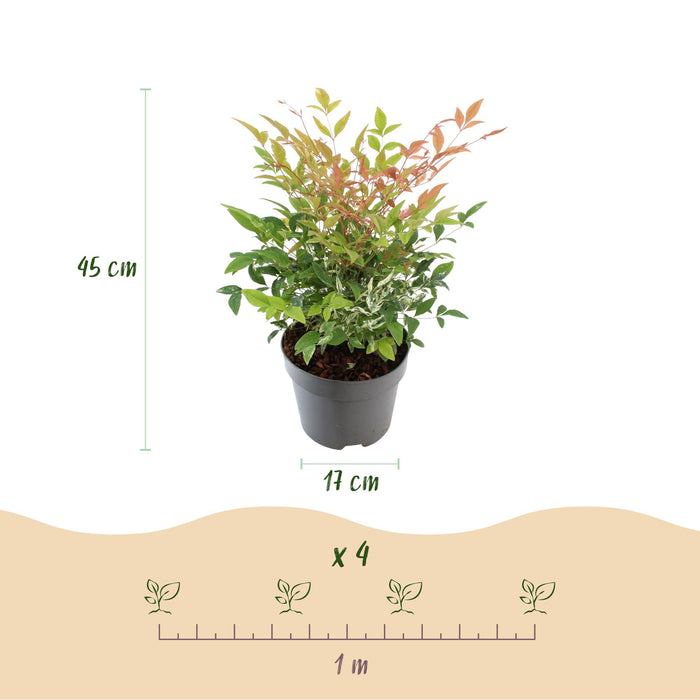 Nandina Twilight - Bont & Roze - 1 Plant - Groenblijvend - Weinig Onderhoud - Pot 17cm Hoogte 45cm