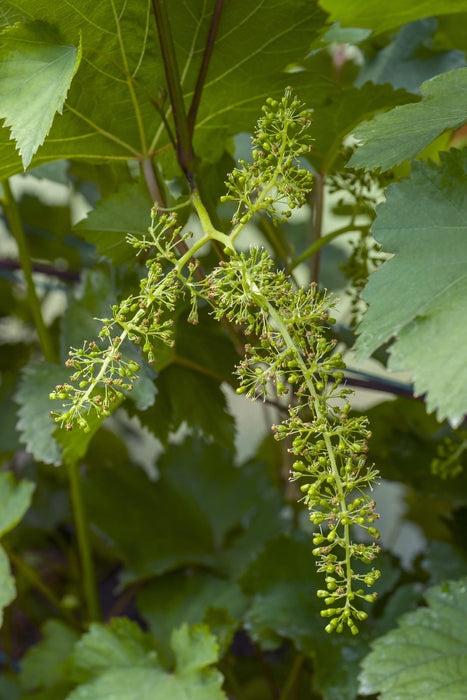 Vitis Vinifera 'Boskoop Glory' - Blauwe druif - ↕45cm - Ø13cm