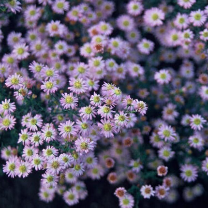 Aster ageratoides 'Stardust' - ↕10-25cm - Ø9cm - 6x