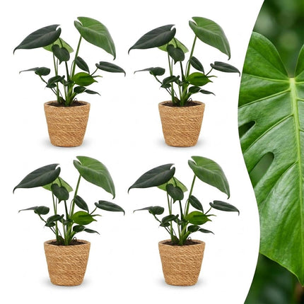 Monstera Deliciosa - Gatenplant - 4x - met Mand - Pot 12cm - Hoogte 30cm