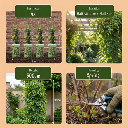 Humulus lup. Nordbrau - Noordbrouwhop 6x - Groen - Klimplant - Ø9cm - ↕35cm
