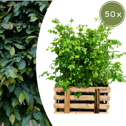 Fagus sylvatica - Beukenhaag - Palletdeal - ↕60-80cm - Ø19cm - 50x