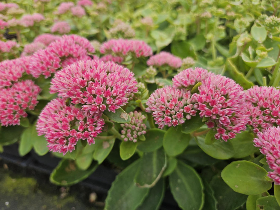 Sedum 'Herbstfreude' - Hemelsleutel - ↕10-25cm - Ø9cm - 12x