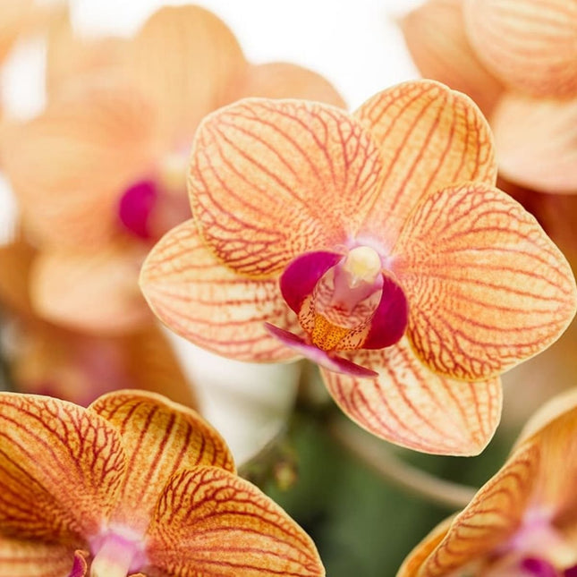 Kolibri Orchids | Combi Deal - 4 Oranje Phalaenopsis Orchideeën Mineral Jamaica - Ø9 cm