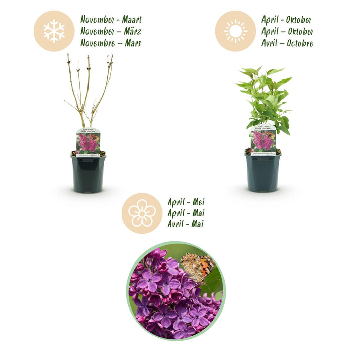 Syringa vulgaris Ludwig Spath - Almindelig Syren - Lilla - ↕45cm - Ø17cm