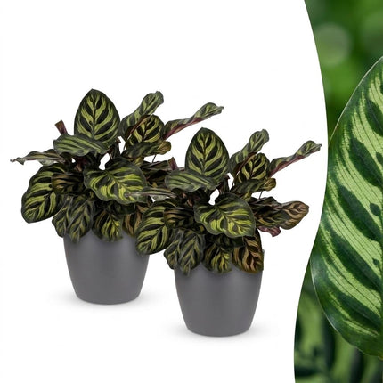 Calathea Makoyana - Pauwenplant - met grijze pot - ↕25cm - Ø12cm - 2x