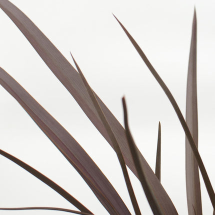 Phormium 'Rubra Nana' - Ø14cm - ↕50cm
