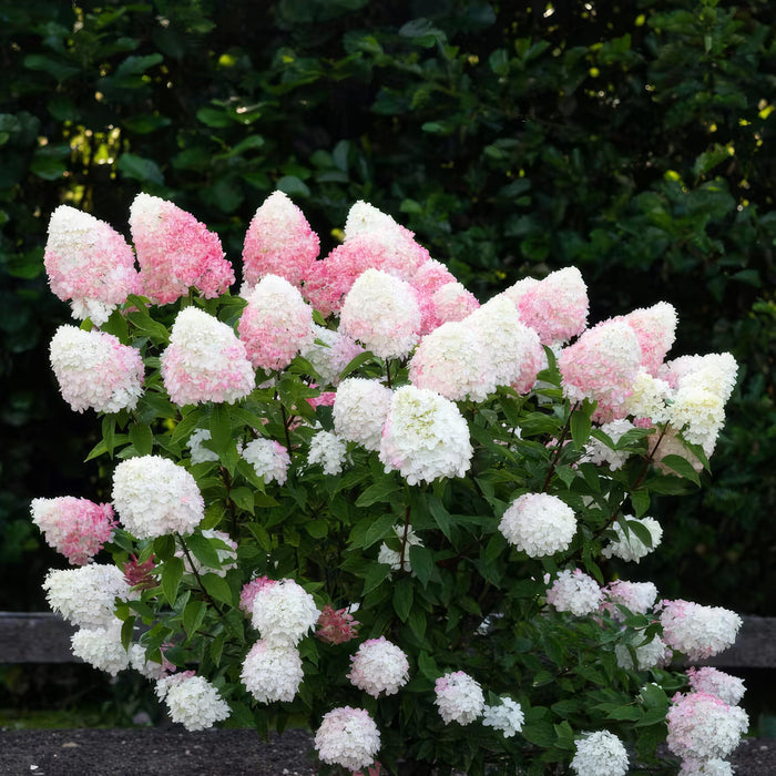 Hydrangea panniculata Living Pink & Rose - Pluimhortensia - Winterhard - Roze - 1 Plant - Pot 12cm - Hoogte Hoogte 20-30cm