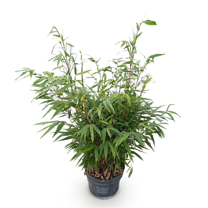 Fargesia robusta Pingwu - Niet Woekerende Bamboe - ↕80cm - Ø23cm