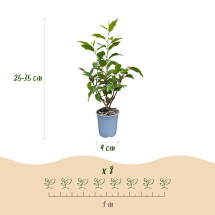 Prunus lusitanica Angustifolia - Portugese Laurier - 24x Haagplanten - Groenblijvend - Groen - Pot 9cm - Hoogte 25-35cm