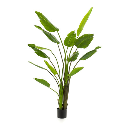 Duża sztuczna roślina Strelitzia Nicolai - w czarnej doniczce - ↕180 cm