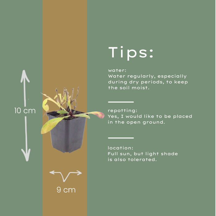 12x Helenium 'Moerheim Beauty' - ↕10-25cm - Ø9cm