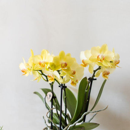 Kolibri Orchids | Gelbe Albenga Orchidee + Übertopf Bold Cognac – Ø9cm