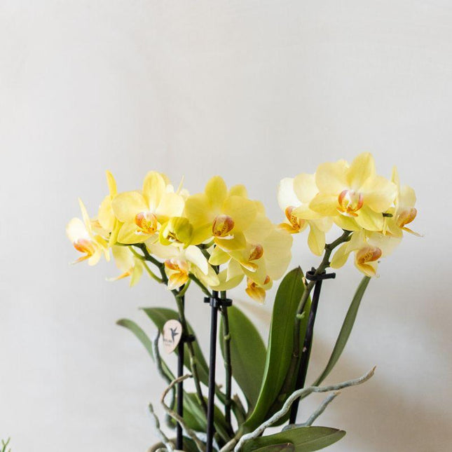 Kolibri Orchids | Gele Albenga orchidee + Bold Cognac sierpot – Ø9cm