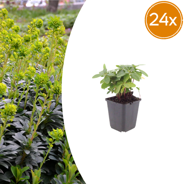 Euphorbia amygdaloides robbiae - Spurge - ↕10-25cm - Ø9cm - 24x