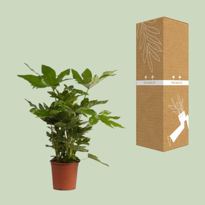 Fatsia Japonica - Vingerplant - ↕40cm - Ø17cm