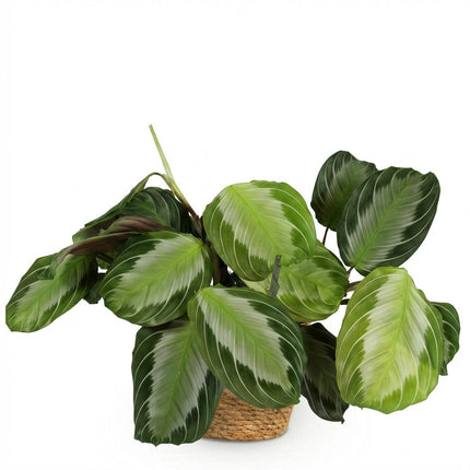 Maranta Fascinator Silverband - Gebedsplant - met Mand - ↕25cm - Ø12cm