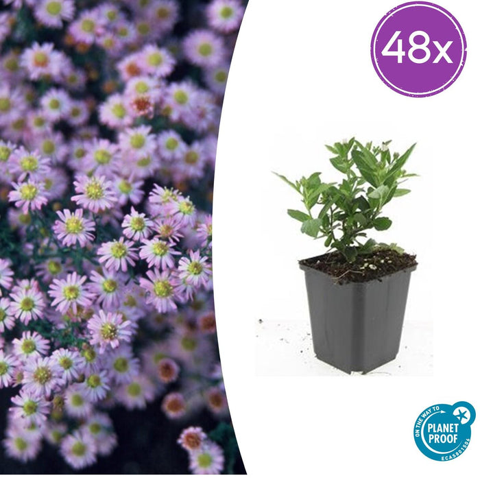 Aster ageratoides 'Stardust' - ↕10-25cm - Ø9cm - 48x