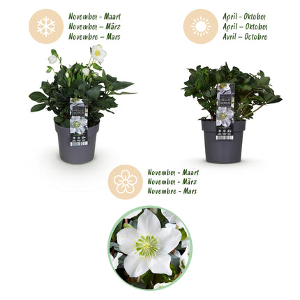Kerstroos - Helleborus Christmas Carol  - Witte Bloem - ↕30cm - Ø14cm - 2x