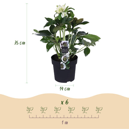 Lenten Rose - Helleborus orientalis Double Ellen White - White Flower - ↕35cm - Ø14cm