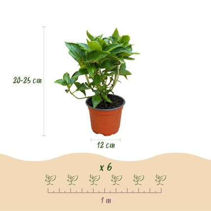 Hydrangea macrophylla Blauw - Hortensia - Blauw - ↕20-30cm - Ø12cm - 3x