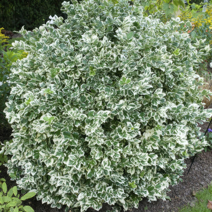 Euonymus fortunei 'Emerald Gaiety' - Cappello del cardinale - ↕10-25cm - Ø9cm - 48x