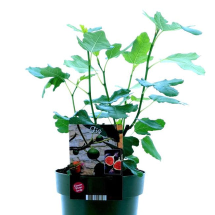 Ficus Carica Bornholm - ↕50cm - Ø19cm