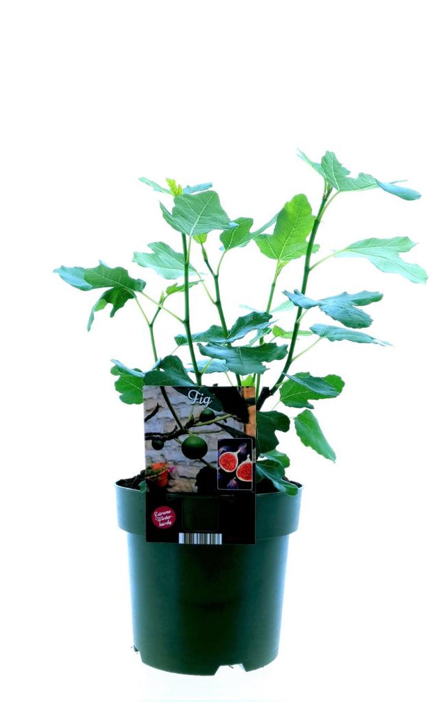 Ficus Carica Bornholm - ↕50cm - Ø19cm