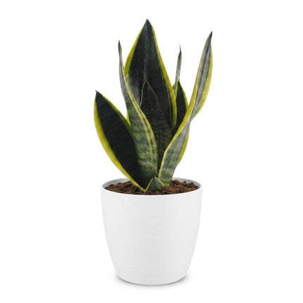 Sansevieria Future Superb - Vrouwentong - met witte pot - ↕35cm - Ø12cm