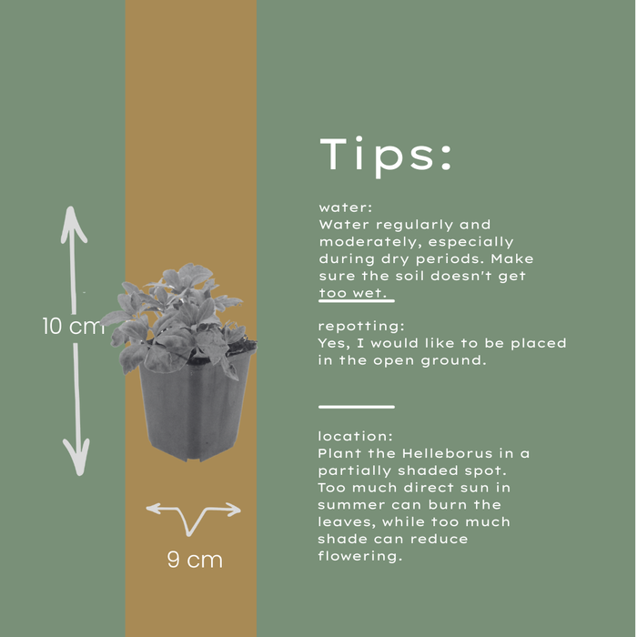 12x Helleborus orientalis - ↕10-25cm - Ø9cm