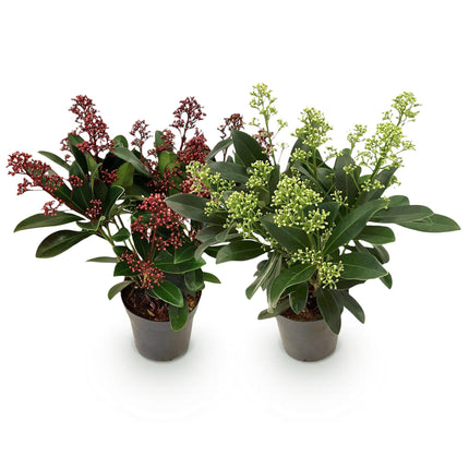 Skimmia Japonica Duo - Bloem Wit & Rood - 10+ Bloemen - ↕25cm - Ø10,5cm - 2x