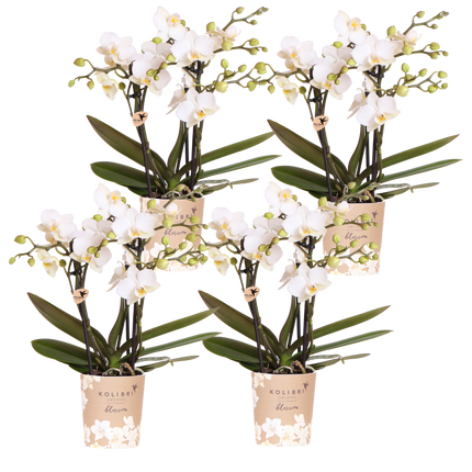 Kolibri Orchids | Combi Deal - 4 Witte Phalaenopsis Orchideeën Blossom Zurich - Ø9 cm
