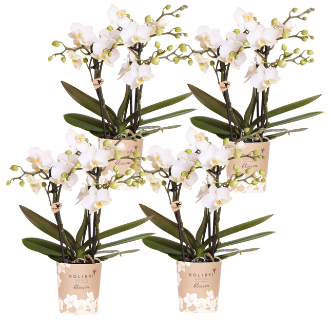 Kolibri Orchids | Combi Deal - 4 Witte Phalaenopsis Orchideeën Blossom Zurich - Ø9 cm