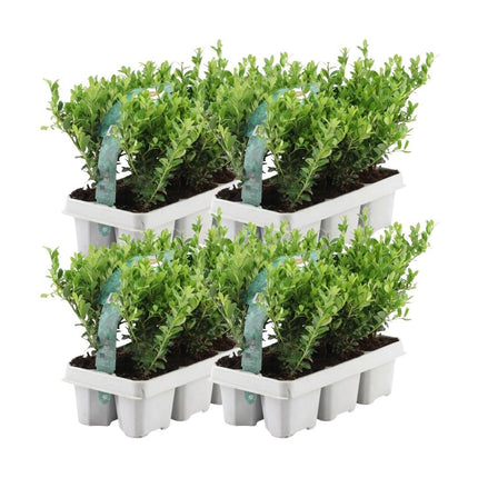 Ilex crenata 'Jenny' - ↕15cm - Ø7cm - 24x