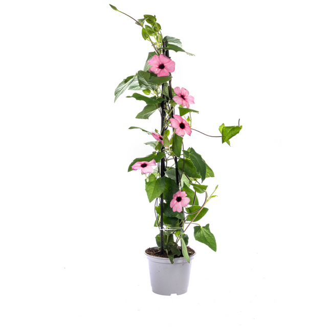 Suzanne of the Beautiful Eyes – Thunbergia alata Sunny Susy Rose Sensation – ↕60 cm – Ø13 cm – 4x
